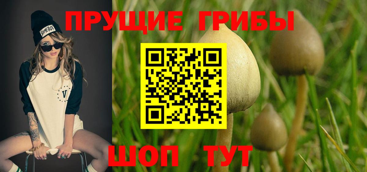 Курчалой  Галлюциногенные грибы Cubensis  Вход с VPN 